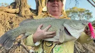 Murray Cod Fishing, first surface fish for the season 