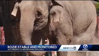 ABQ BioPark: 'Rozie' births stillborn elephant calf