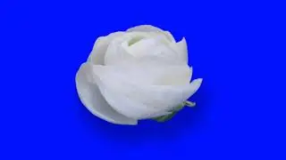 #HD Rose Flower blue screen background | free download ( no copyright)