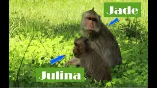 Daily Jade Mama Monkey,How To see Mama Jade With Julina Baby Just Come Out  the Forest