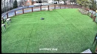 Swampy Dog Social + Bar - 24/7 Yard Stream
