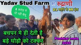 एक करोड़ कीमत लगने पर नही करा सौदा । Pushkar Mela 2025 , घोड़ी को देखने की लगी भीड़ #pushkarfair2025