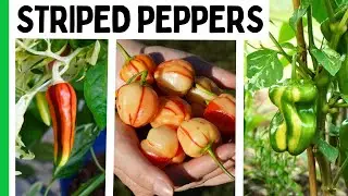 STOP Growing Boring Peppers - Grow These 7 Striped Varieties Instead