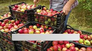 Intello Apple Sort