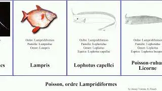 Poisson, ordre Lampridiformes fish des elegans Trachypt&egrave;re fiski Licorne Lampris Poisson-ruban