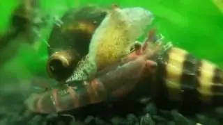 Clea helena and dead cherry shrimp / helena a mrtv&aacute; krevetka