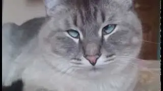 dozing cat / дремающий кот