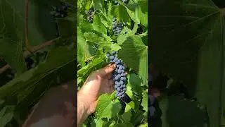 Grape bark