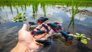 So Colorful! Wild Betta Fish Caught by Hand