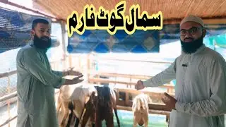 Small goat farm. Merey Pyare Kazan ka👌