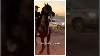 Horse riding Attitude status 🔥🔥🔥