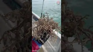 OMG 😲 It is not plant root! It is rare basket star ⭐