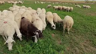 KOYUN OTLATMA, YONCA TARLASINDA KOYUN GÜTME ( Koyun yayma, Koyun videoları, Koyunlar, Koyun sesi )