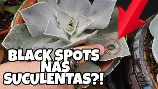 Como ELIMINAR os OLHOS NEGROS nas SUCULENTAS? fungos no jardim