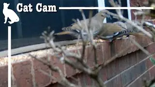 Danny Cat Cam #02: Mourning Dove & Friends Eating
