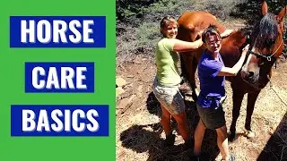HOW TO CARE FOR A HORSE- BASICS For BEGINNERS