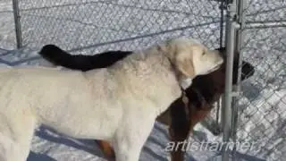Dogs play fighting  :-)