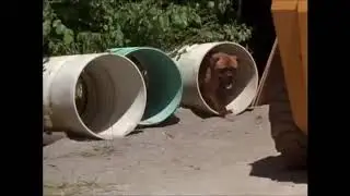 Homeward Bound 2: Lost In San Francisco (1996) - Shadow & Sassy vs Ashcan & Pete