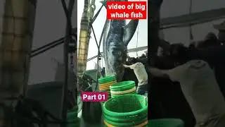 video of new whale fish came from manora | fishing in karachi