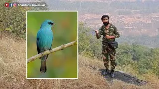 Verditer flycatcher (Eumyias thalassinus) | by Shantanu Kuveskar
