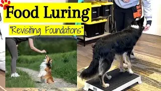 Revisiting Basic Dog Training Concepts: Food Lure