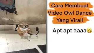Making a Viral Owl Dance Video Is So Easy! Here's How!