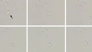 Falling-Leaf Motility of Giardia lamblia and A Giardia lamblia Trophozoitewith Falling-Leaf Motility
