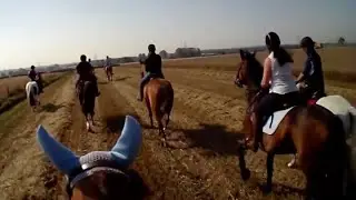 Arabian horse gets too hot to handle, which is a danger to others and ourselves. I take him home 😟