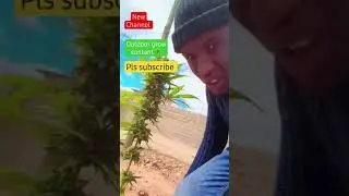 How to grow marijuana/Cannabis outdoor | #music #rap #diy #Weed