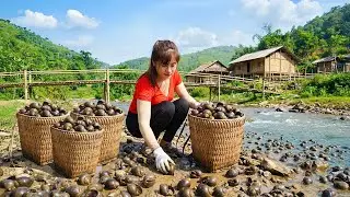 Timelapse - Building a Bamboo Cabin | Snail Harvesting to Sell, Baby Chicks Care, Rural Life