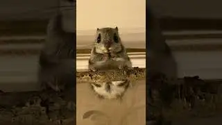 Белка-летяга  flying squirrel  飞鼠 #animals #momonga #flyingsquirrel #short #squirrel #shorts #world