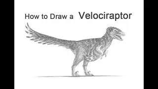 How to Draw a Velociraptor with Feathers