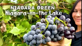 NIAGARA GREEN - a locally owned vineyard/farm located at the heart of NIAGARA-on-the LAKE