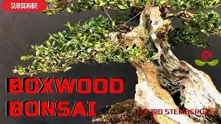 Boxwood Bonsai