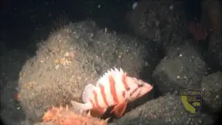 Point St. George Reef Offshore State Marine Conservation Area