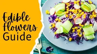 Exploring the World of Edible Flowers | Elevate Your Cooking