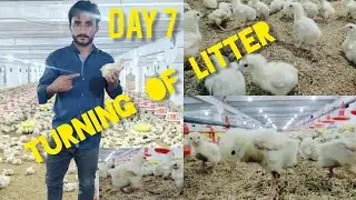 Day 7 Turning of litter in broiler poultry farm how to manage  litter in broiler poultry farm 