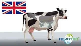 EN - Novatan® for dairy cows: Improves digestive function & milk production