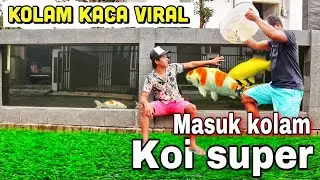 Koi super masuk kolam kaca viral