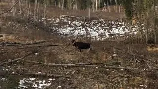 2 big bull moose | Manitoba, Canada