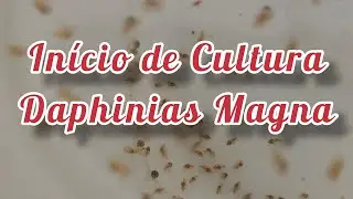 Como começar uma Cultura #1 Daphinias Magna