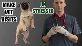 How to make veterinary visits un-stressful for dogs