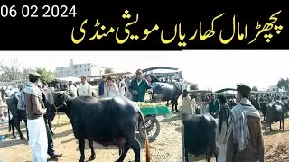 Back Mall Kharian Cattle Market 06 02 2024/janwarmandi pk/shazar Riaz official