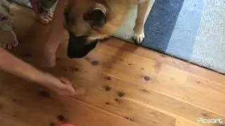 Shay eats peanut butter!