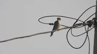 Red-necked falcon sitting on an electric wire looking for its prey at Bhigwan, Maharashtra, India 