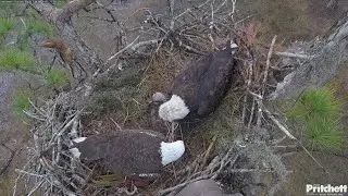 SWFL EAGLE CAM 2026.1.15 A cold, rainy morning. M15 and F23 draped the fluffy material over E26.