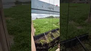 sirsa auto add 🙏🙏🥺🤕