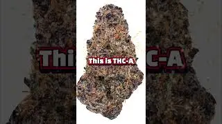 Thca vs thc THE HONEST REVIEW you&rsquo;ve waited for!