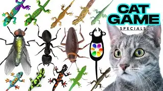 CAT GAMES Little Mouse 3D| Ultimate Compilation Catching The LIZARDS, Flies,FireBugs🦎11 HOUR🦎Vol 378
