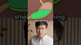 Why Your Stomach Doesn&rsquo;t Digest Itself 🤯